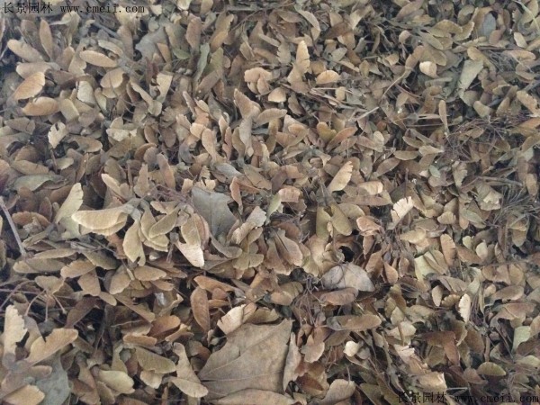 三角楓種子圖片 三角楓種子圖片