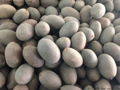 碗蓮苗_種子_圖片_碗蓮花_紫色紅