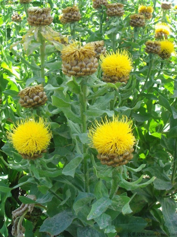 黃色矢車菊圖片 黃色矢車菊圖片