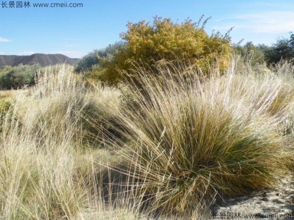 芨芨草種子發芽出苗圖片