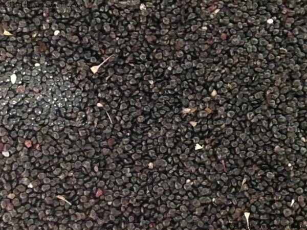 博落回種子圖片