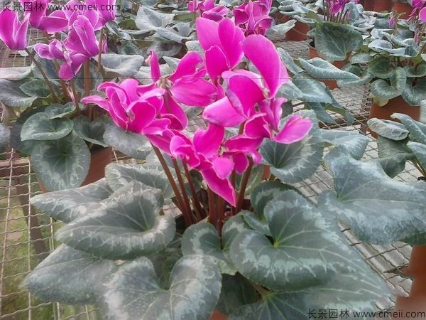 仙客來(lái)種子發(fā)芽出苗開花圖片 仙客來(lái)種子發(fā)芽出苗開花圖片