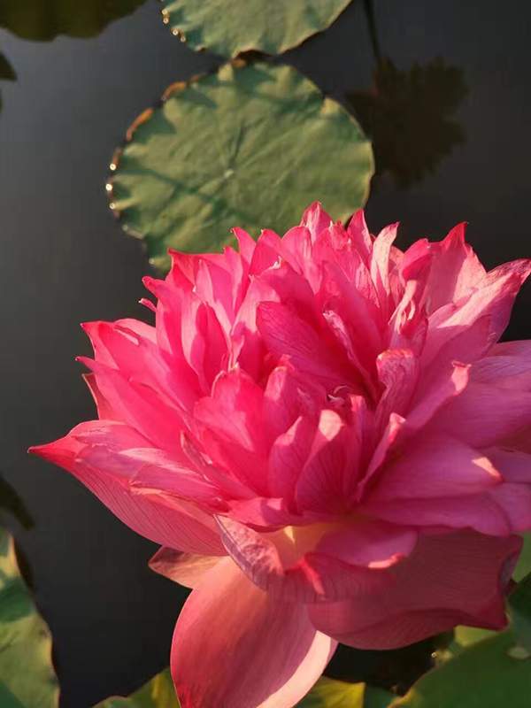 荷花種植基地實拍優質品種類