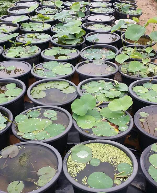 荷花種植基地實拍優質品種類盆栽