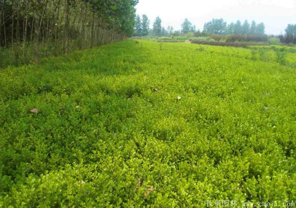 小葉黃楊苗 小葉黃楊苗