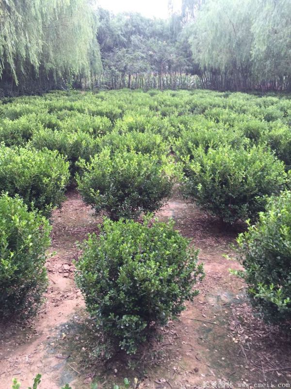 小葉黃楊球 小葉黃楊球