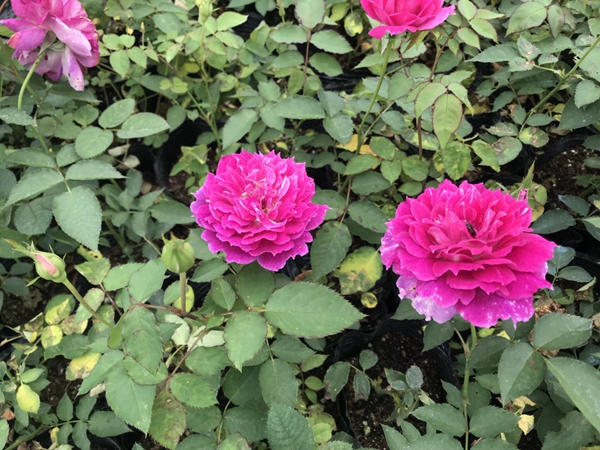 歐月品種照片 歐月品種照片