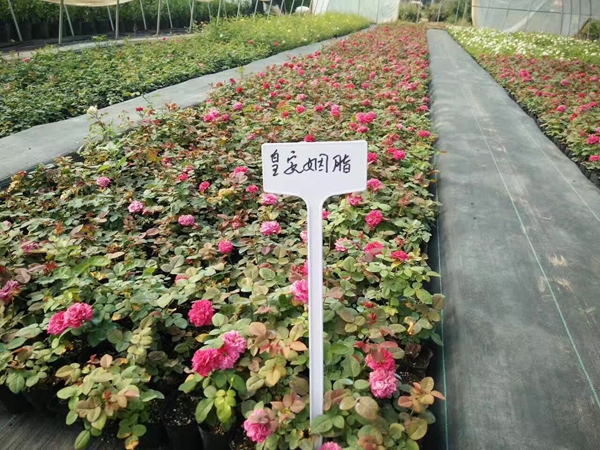 皇安胭脂 皇安胭脂