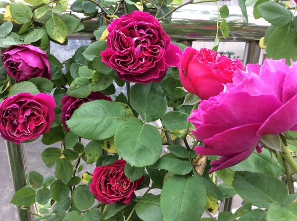 紫袍玉帶 紫袍玉帶