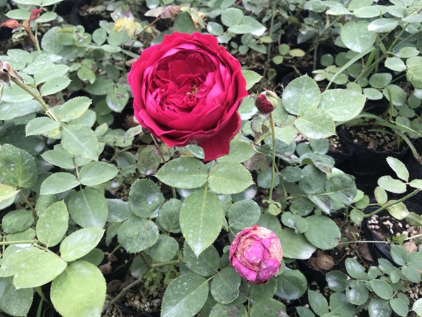 江蘇沭陽歐月基地 江蘇沭陽歐月基地