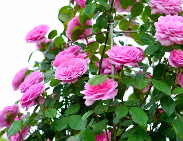 亞歷山德拉公主