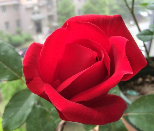 亞力克紅 亞力克紅