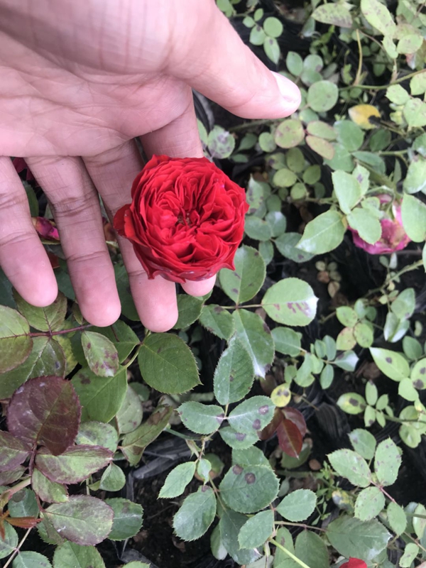 紅色龍沙寶石 紅色龍沙寶石