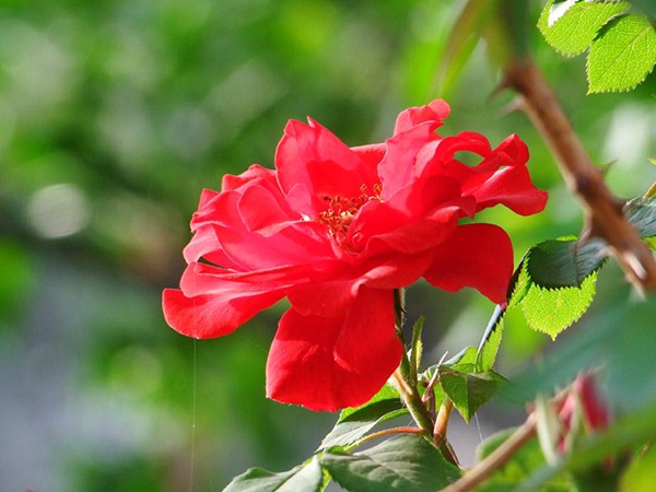 御用馬車 御用馬車