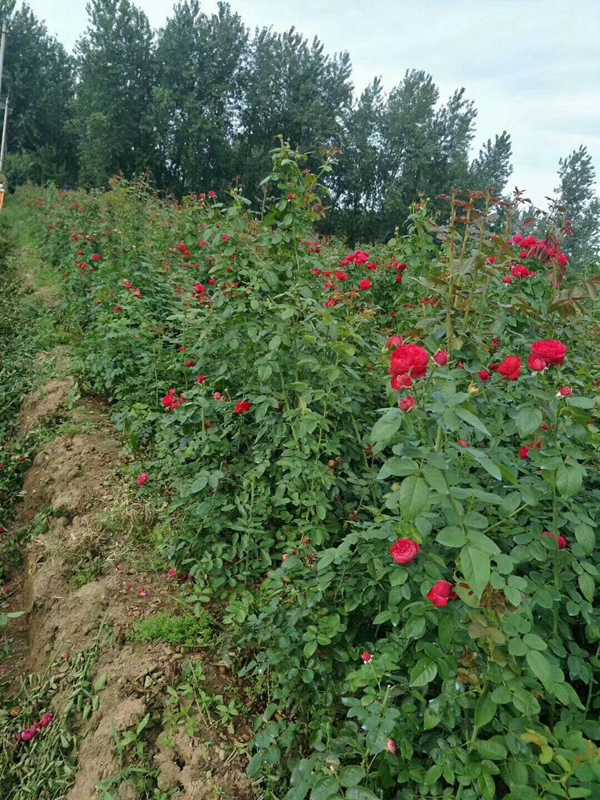 沭陽歐月基地 沭陽歐月基地