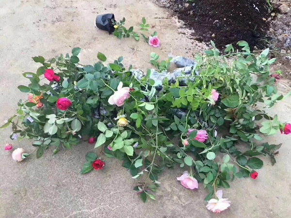 長景園林歐月基地 長景園林歐月基地