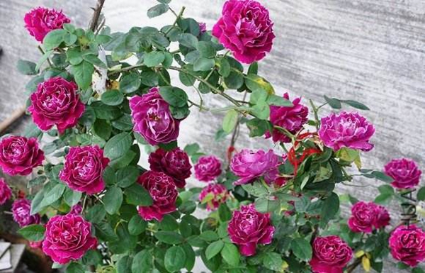 長景園林歐月基地 長景園林歐月基地