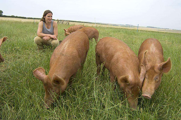 豬吃的牧草品種養豬青草 豬吃的牧草品種養豬青草
