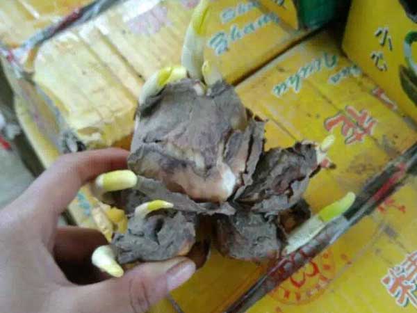 水仙花種球種根種苗