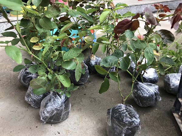 歐月小苗歐洲月季花苗 歐月小苗歐洲月季花苗