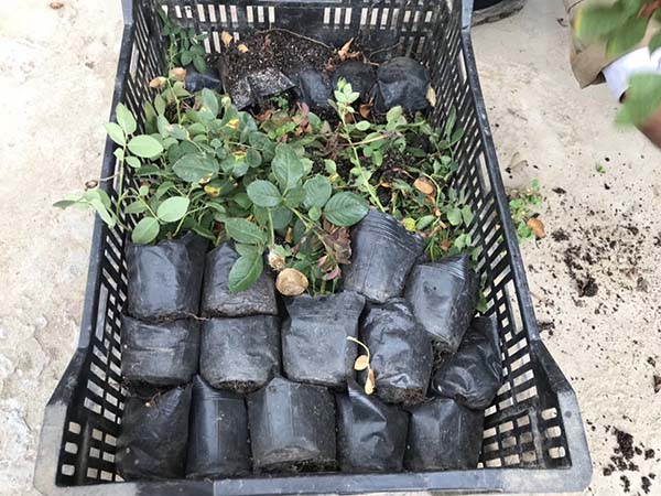 歐月小苗歐洲月季花苗 歐月小苗歐洲月季花苗