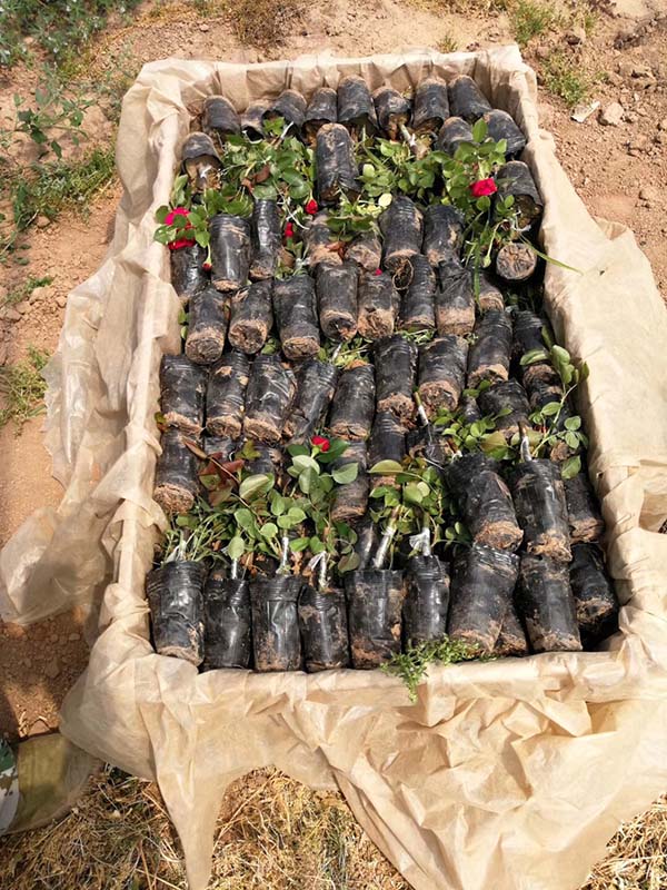 歐月小苗歐洲月季花苗 歐月小苗歐洲月季花苗