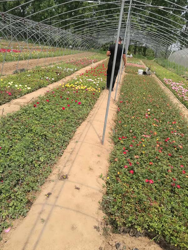 歐月小苗歐洲月季花苗 歐月小苗歐洲月季花苗