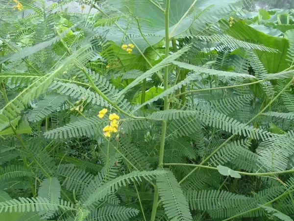 田菁種子 田菁種子