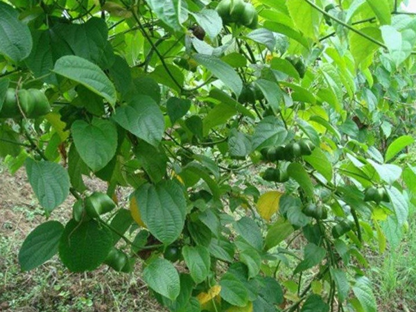 印加果種子多少錢一斤,印加果種子批發價格