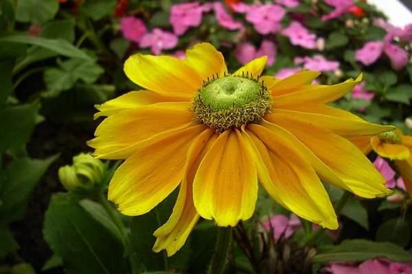 野花組合什么時候播種合適