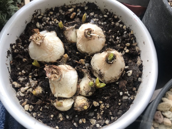 葡萄風信子 葡萄風信子