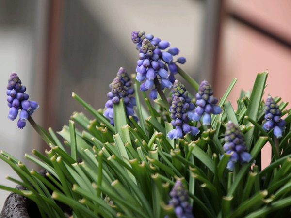 葡萄風信子 葡萄風信子