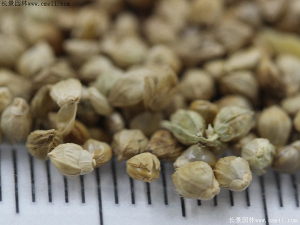 小米草種子 小米草種子