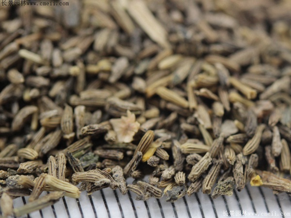 白晶菊種子 白晶菊種子