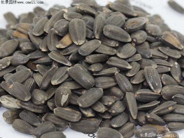 玩具熊向日葵種子 玩具熊向日葵種子