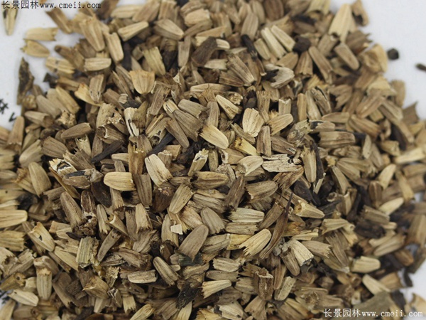 紫松果菊種子 紫松果菊種子