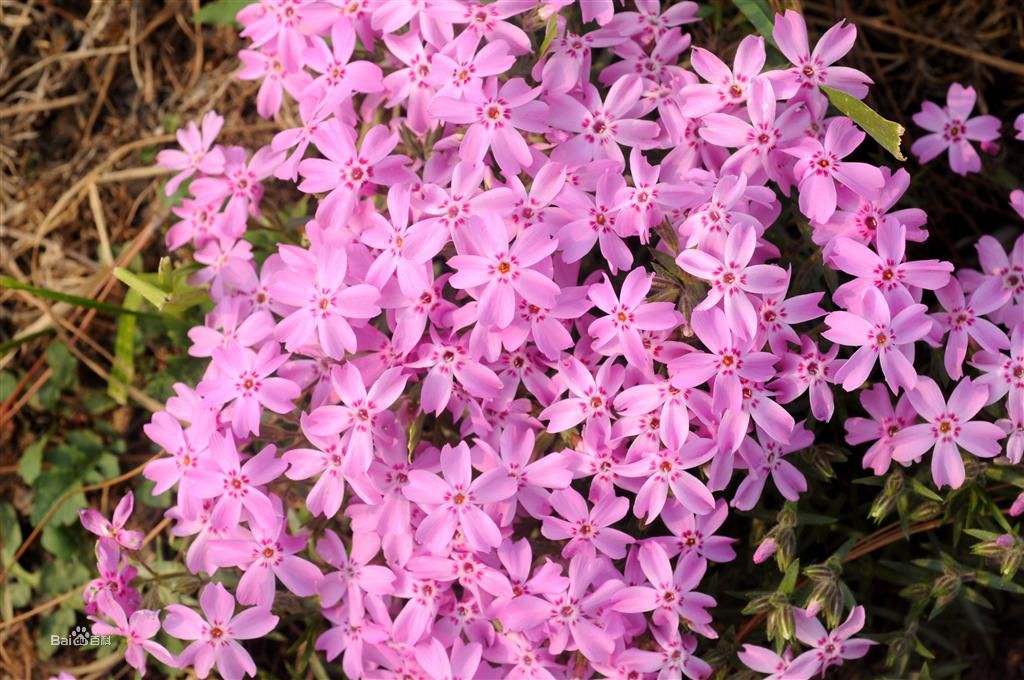 1584449250519504.jpg 1584449250519504.jpg