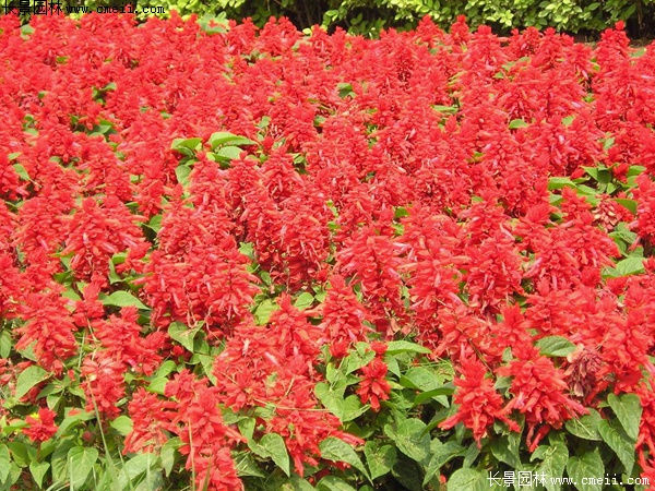 紅色鼠尾草 紅色鼠尾草