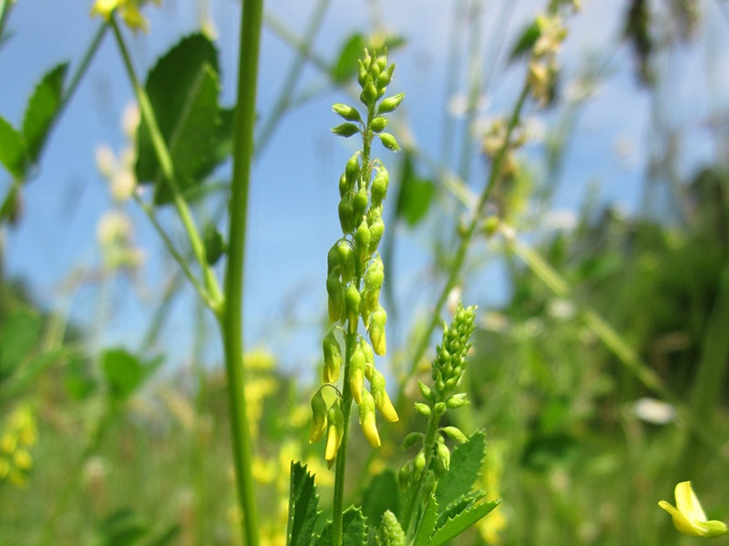 黃花草木樨 黃花草木樨