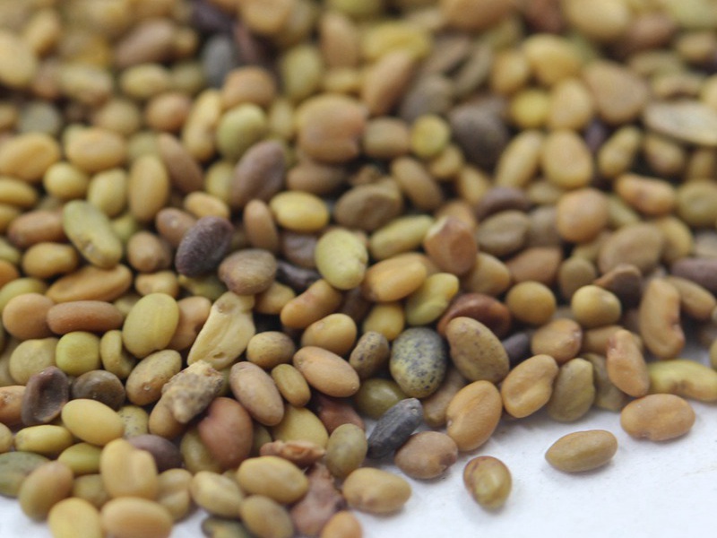 黃花草木樨種子 黃花草木樨種子