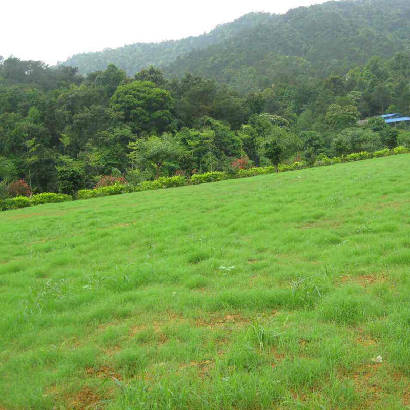 護坡多年生黑麥草 護坡多年生黑麥草