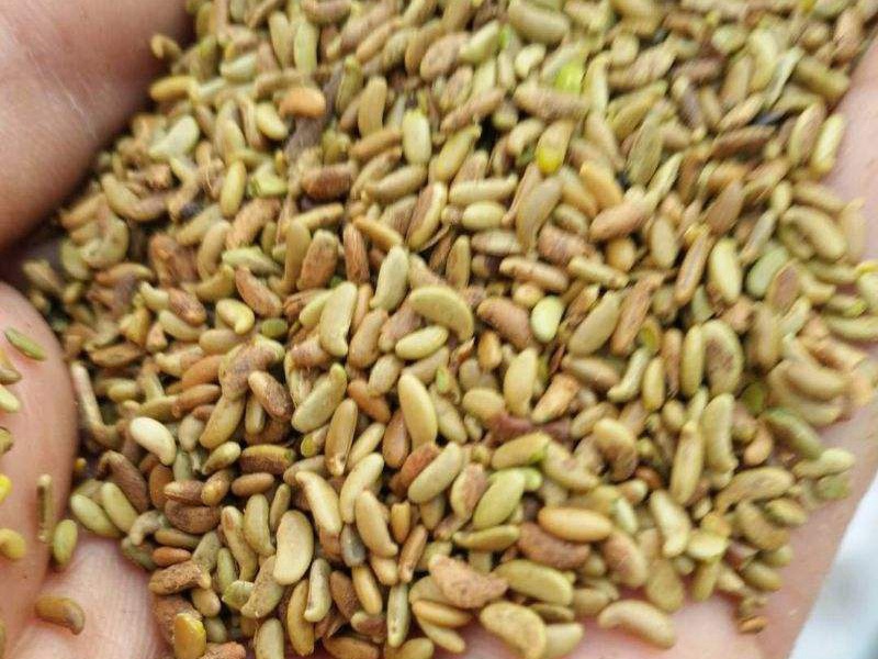 脫殼紫穗槐種子 脫殼紫穗槐種子