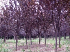 10公分紅葉李價(jià)格多少錢(qián)350元一棵 