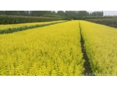 金葉女貞小苗價格哪里便宜？