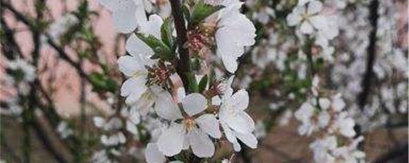 東京櫻花的養(yǎng)殖方法和注意事項