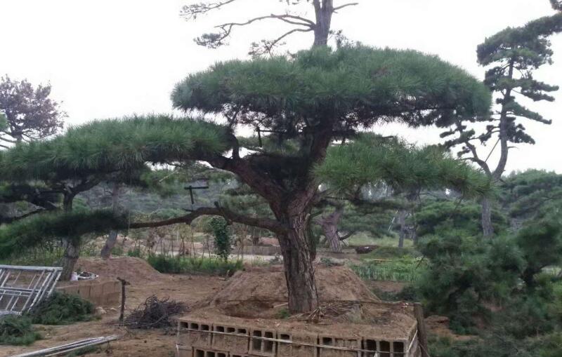 1648443966318471.jpg 1648443966318471.jpg