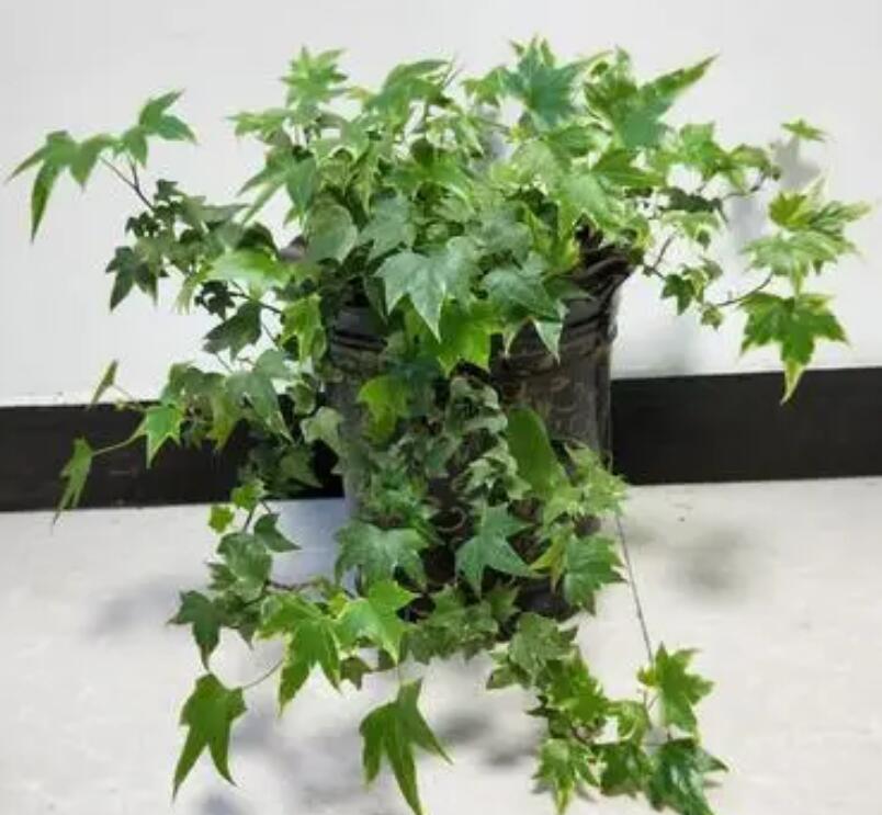 1648444379175171.jpg 1648444379175171.jpg