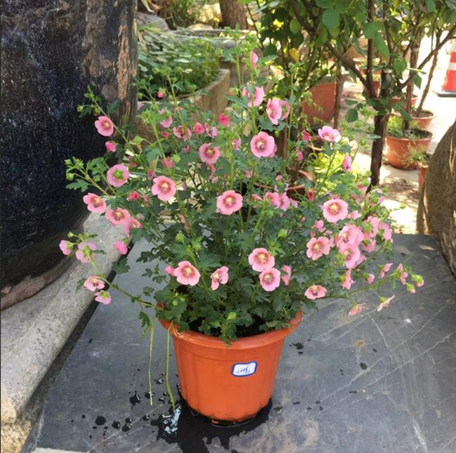 1650545956387108.jpg 1650545956387108.jpg