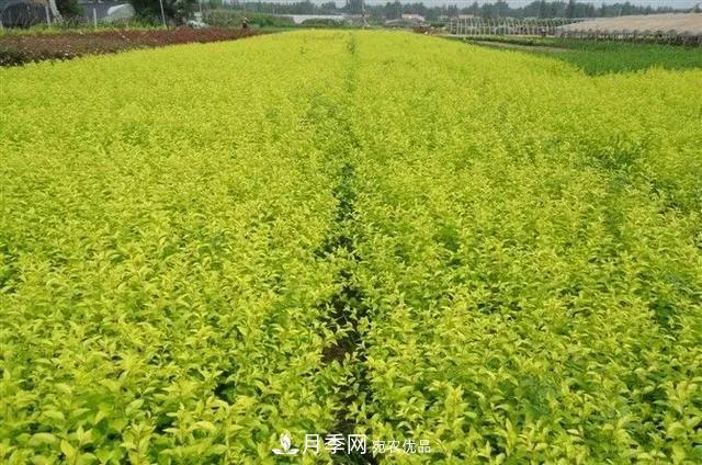 這些中國(guó)著名苗木產(chǎn)地你知道幾個(gè)?值得收藏!(圖3) 值得收藏!這些全國(guó)著名苗木產(chǎn)地你知道幾個(gè)?