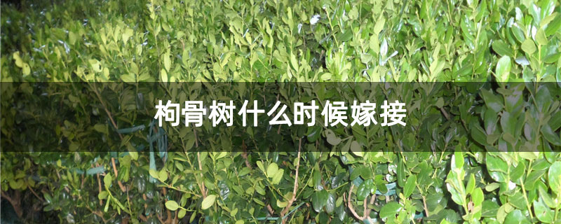 枸骨樹什么時候嫁接